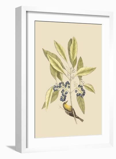 Pine Creeper-Mark Catesby-Framed Art Print