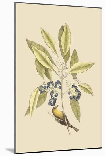 Pine Creeper-Mark Catesby-Mounted Art Print