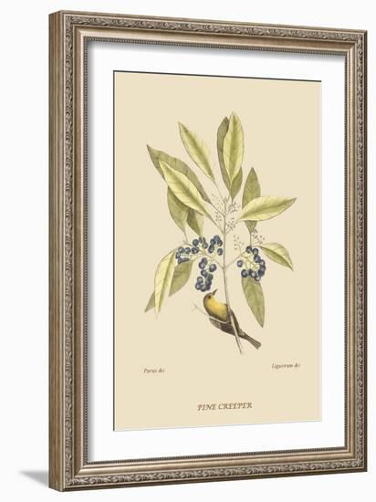 Pine Creeper-Mark Catesby-Framed Art Print