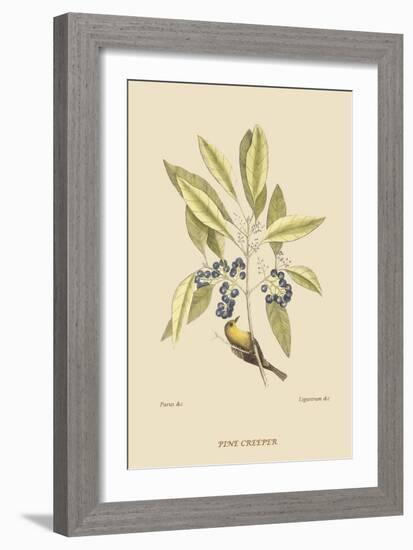 Pine Creeper-Mark Catesby-Framed Art Print