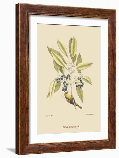Pine Creeper-Mark Catesby-Framed Art Print