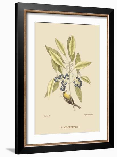 Pine Creeper-Mark Catesby-Framed Art Print