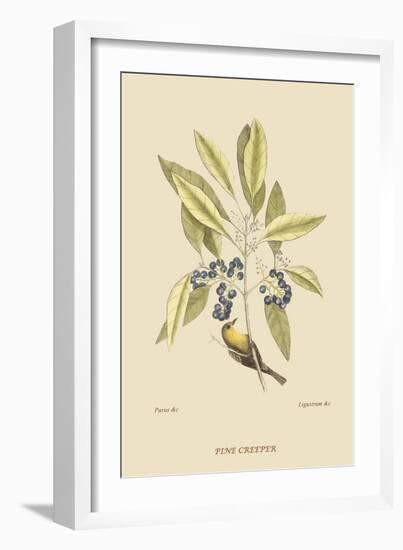 Pine Creeper-Mark Catesby-Framed Art Print