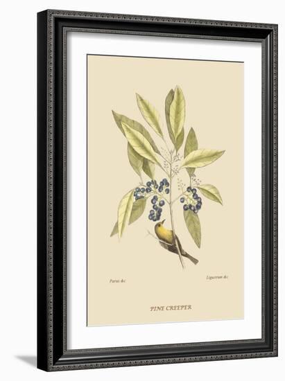 Pine Creeper-Mark Catesby-Framed Art Print