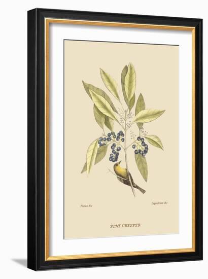 Pine Creeper-Mark Catesby-Framed Art Print