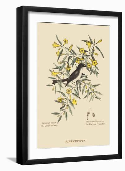 Pine Creeper-Mark Catesby-Framed Art Print