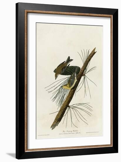 Pine Creeping Warbler-null-Framed Giclee Print