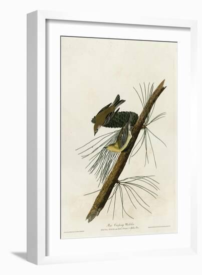 Pine Creeping Warbler-null-Framed Giclee Print