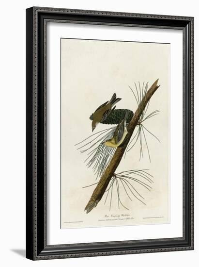 Pine Creeping Warbler-null-Framed Giclee Print