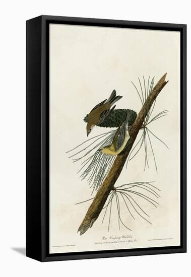 Pine Creeping Warbler-null-Framed Premier Image Canvas