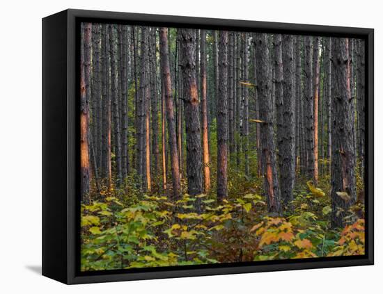 Pine Demonstration Stand, Itasca State Park, Minnesota, USA-Peter Hawkins-Framed Premier Image Canvas