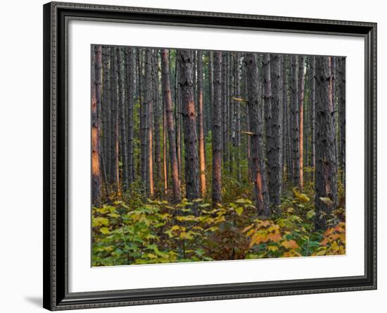 Pine Demonstration Stand, Itasca State Park, Minnesota, USA-Peter Hawkins-Framed Photographic Print