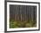 Pine Demonstration Stand, Itasca State Park, Minnesota, USA-Peter Hawkins-Framed Photographic Print