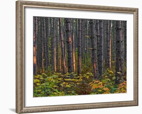 Pine Demonstration Stand, Itasca State Park, Minnesota, USA-Peter Hawkins-Framed Photographic Print