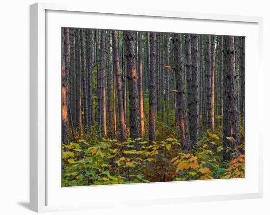 Pine Demonstration Stand, Itasca State Park, Minnesota, USA-Peter Hawkins-Framed Photographic Print