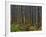 Pine Demonstration Stand, Itasca State Park, Minnesota, USA-Peter Hawkins-Framed Photographic Print