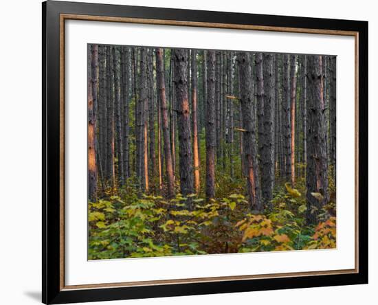 Pine Demonstration Stand, Itasca State Park, Minnesota, USA-Peter Hawkins-Framed Photographic Print