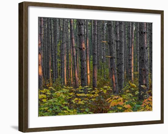 Pine Demonstration Stand, Itasca State Park, Minnesota, USA-Peter Hawkins-Framed Photographic Print