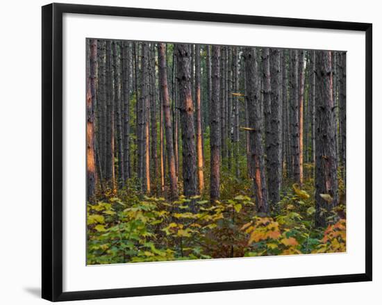 Pine Demonstration Stand, Itasca State Park, Minnesota, USA-Peter Hawkins-Framed Photographic Print