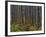 Pine Demonstration Stand, Itasca State Park, Minnesota, USA-Peter Hawkins-Framed Photographic Print