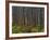 Pine Demonstration Stand, Itasca State Park, Minnesota, USA-Peter Hawkins-Framed Photographic Print