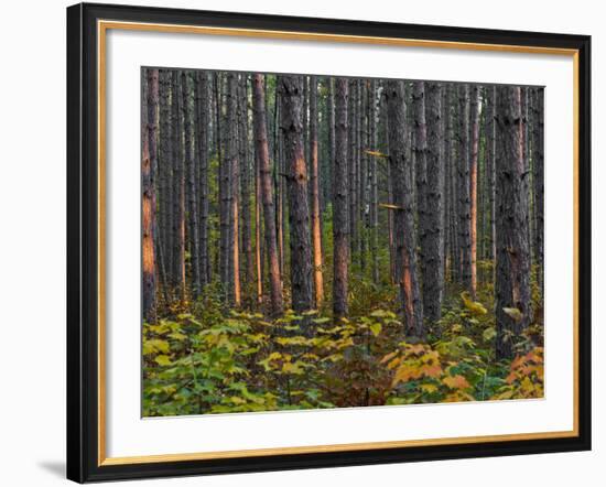 Pine Demonstration Stand, Itasca State Park, Minnesota, USA-Peter Hawkins-Framed Photographic Print