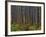 Pine Demonstration Stand, Itasca State Park, Minnesota, USA-Peter Hawkins-Framed Photographic Print