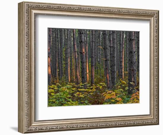 Pine Demonstration Stand, Itasca State Park, Minnesota, USA-Peter Hawkins-Framed Photographic Print