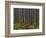 Pine Demonstration Stand, Itasca State Park, Minnesota, USA-Peter Hawkins-Framed Photographic Print