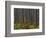 Pine Demonstration Stand, Itasca State Park, Minnesota, USA-Peter Hawkins-Framed Photographic Print