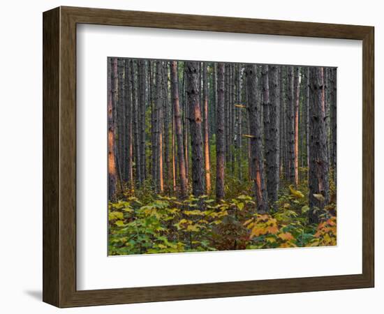 Pine Demonstration Stand, Itasca State Park, Minnesota, USA-Peter Hawkins-Framed Photographic Print