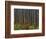 Pine Demonstration Stand, Itasca State Park, Minnesota, USA-Peter Hawkins-Framed Photographic Print