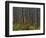 Pine Demonstration Stand, Itasca State Park, Minnesota, USA-Peter Hawkins-Framed Photographic Print