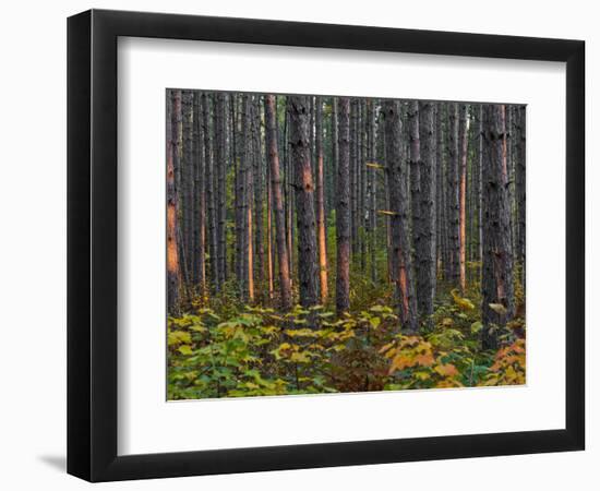 Pine Demonstration Stand, Itasca State Park, Minnesota, USA-Peter Hawkins-Framed Photographic Print