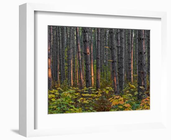 Pine Demonstration Stand, Itasca State Park, Minnesota, USA-Peter Hawkins-Framed Photographic Print