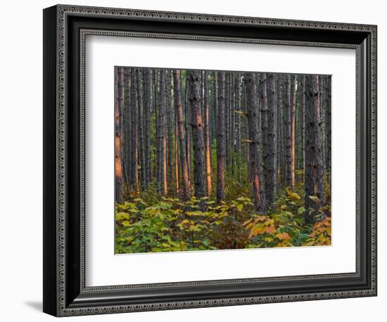 Pine Demonstration Stand, Itasca State Park, Minnesota, USA-Peter Hawkins-Framed Photographic Print