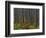 Pine Demonstration Stand, Itasca State Park, Minnesota, USA-Peter Hawkins-Framed Photographic Print