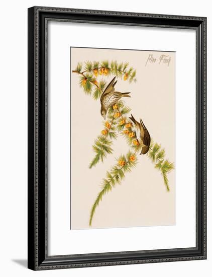 Pine Finch-John James Audubon-Framed Art Print