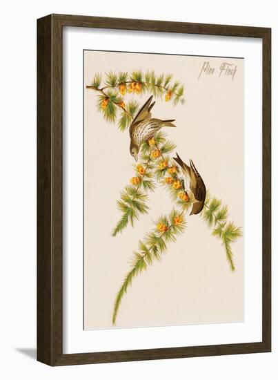 Pine Finch-John James Audubon-Framed Art Print