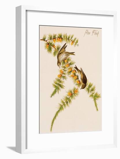 Pine Finch-John James Audubon-Framed Art Print