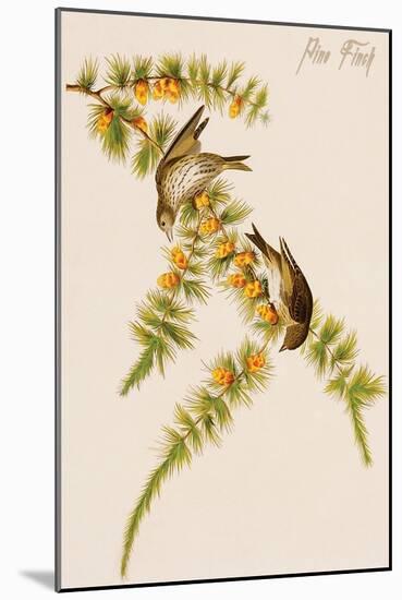 Pine Finch-John James Audubon-Mounted Art Print