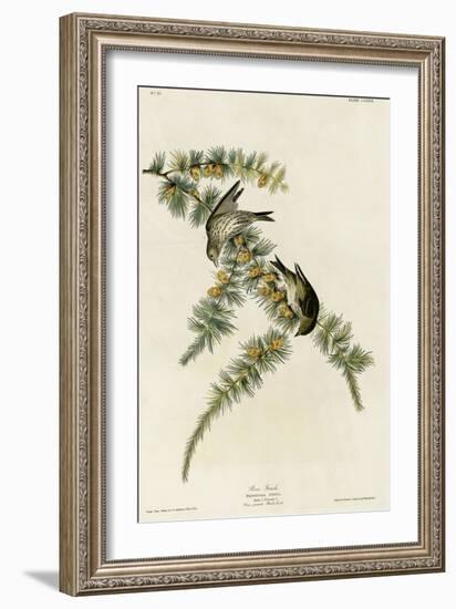 Pine Finch-null-Framed Giclee Print