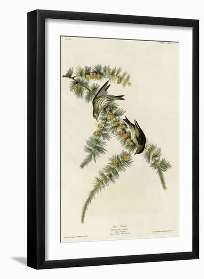 Pine Finch-null-Framed Giclee Print