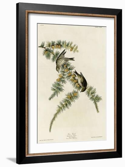 Pine Finch-null-Framed Giclee Print