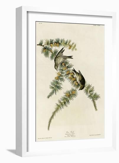 Pine Finch-null-Framed Giclee Print