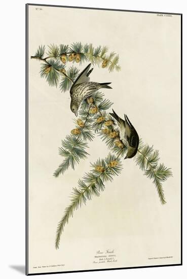 Pine Finch-null-Mounted Giclee Print