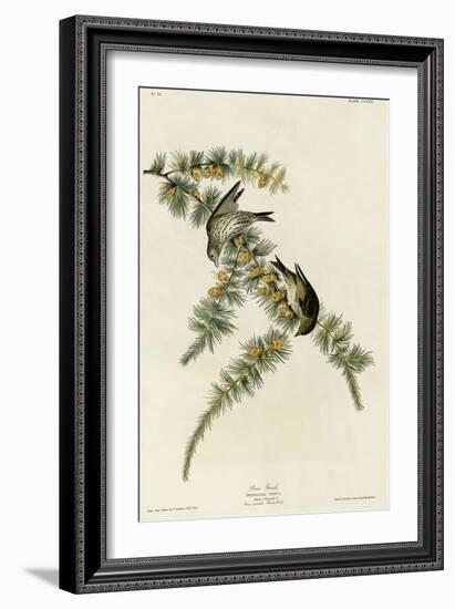 Pine Finch-null-Framed Giclee Print