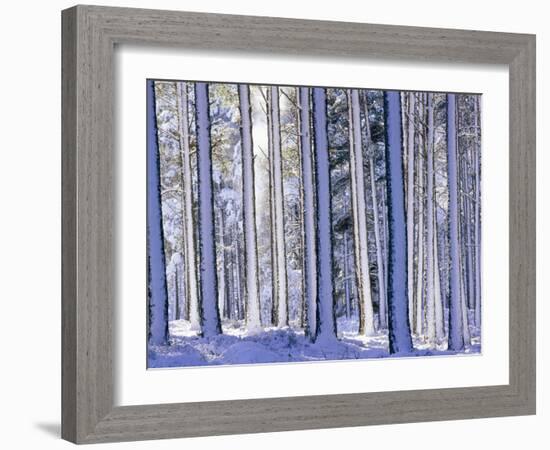 Pine Forest after Snowstorm, Strathspey, Scotland, UK-Pete Cairns-Framed Photographic Print