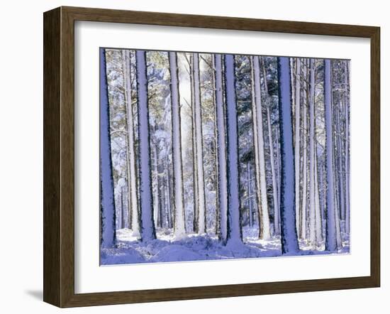 Pine Forest after Snowstorm, Strathspey, Scotland, UK-Pete Cairns-Framed Photographic Print