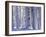 Pine Forest after Snowstorm, Strathspey, Scotland, UK-Pete Cairns-Framed Photographic Print
